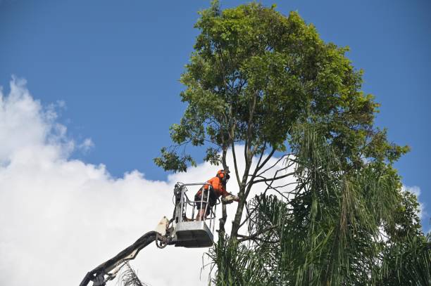 Best Tree and Shrub Care  in USA